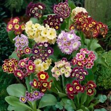 350 seeds primrose for sale  READING
