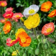 Poppy nudicaule alpine for sale  BELLSHILL
