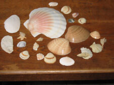 Muscheln schön echt gebraucht kaufen  Berlin