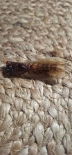 Ancienne broche cigale d'occasion  Tonnay-Charente