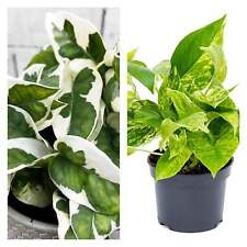 Houseplant duo marble for sale  Shipping to Ireland