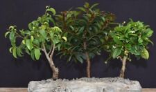 Dish garden three for sale  Patchogue