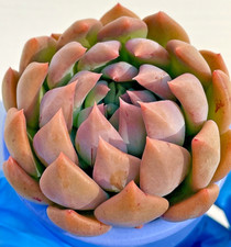 2.5 inch sedeveria for sale  San Carlos