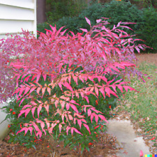 Heavenly bamboo seeds for sale  Saint Augustine