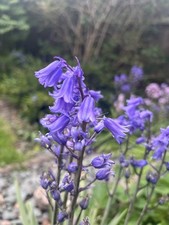 Bluebell bulbs for sale  WALSALL