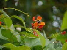 Runner bean short for sale  LEIGH-ON-SEA