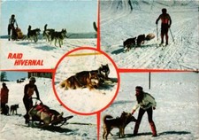 Cpm husky chien d'occasion  Expédié en France
