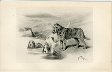 Otterhound rare 1897 for sale  COLEFORD