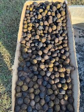 Wild pennsylvania black for sale  Shamokin