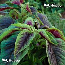 Amaranthus tricolor chinese for sale  DONCASTER