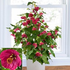 Abutilon plant ruby for sale  Danielson