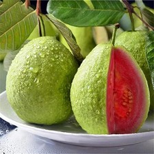 Red guava seeds for sale  Edison