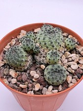 Sulcorebutia rauschii green usato  Cinquefrondi