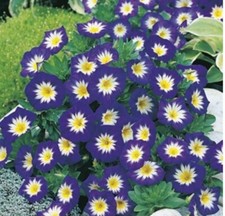 Convolulus blue ensign for sale  CONSETT