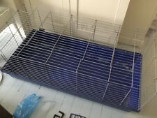 Indoor guinea pig for sale  BROMLEY