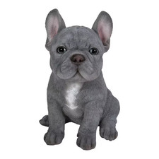 Blue french bulldog for sale Blue french bulldog for sale  Tacoma