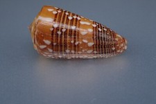 bismarckia nobilis d'occasion bismarckia nobilis d'occasion Bram