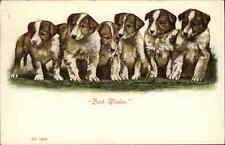 Beautiful litter collie for sale  Lincolnville