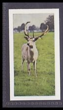 Fallow deer year for sale  Shipping to Ireland