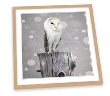 Barn owl grey for sale  UK