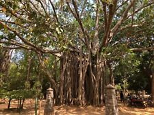 Ficus benghalensis tree d'occasion  Expédié en Belgium