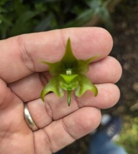 Aeranthes neoperrieri great for sale  Salinas