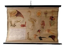 Tavola dodattica uccelli usato  Torino