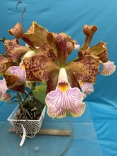 Cattleya velutina kylo for sale  San Francisco