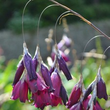 Dierama blackbird litre for sale  BOURNE