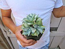 Variegated agave estmenis for sale  Garden Grove