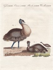 Kasuare cassowaries australien gebraucht kaufen  Seubersdorf