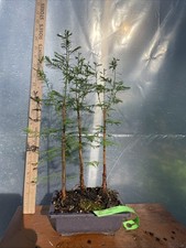 Tree bald cypress for sale  North Augusta