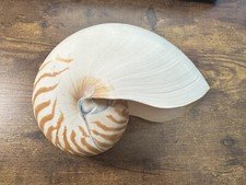 Tiger striped chambered for sale  Monterey
