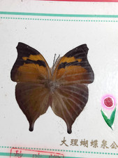 Beautiful butterfly decorative for sale  Philadelphia