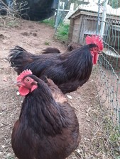Box pure rhode for sale  AXBRIDGE