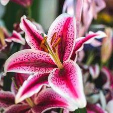 Easy grow lilium for sale  Milwaukee
