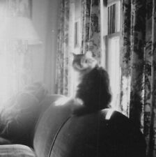 1950s fluffy cat for sale  Mission