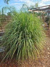 Lemongrass stalks plugs for sale  North Port