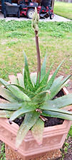 plants aloe beautiful vera for sale  Meraux