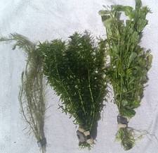 Aquarienpflanzen mix . gebraucht kaufen  Bonn