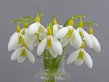 Galanthus wendy gold for sale  UK