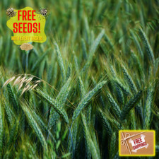 Fresh premium oat for sale  South Dartmouth