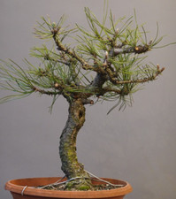 02403 pinus nigra gebraucht kaufen  Immenstaad am Bodensee