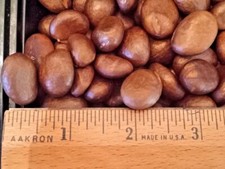 Loquat seeds fresh for sale  Citrus Heights