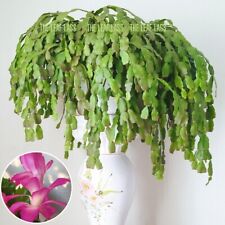 True christmas cactus for sale  BRIXHAM