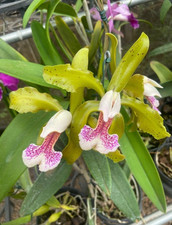 Cattleya granulosa paul for sale  San Francisco