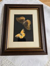 Vtg. moths framed for sale  Worth