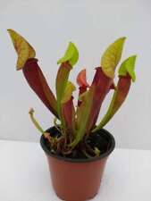 Sarracenia mieke pitcher for sale  AMMANFORD