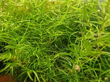 Nixkraut portion aquarium gebraucht kaufen  Deutschland