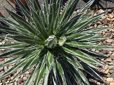 Agave filifera fadenagave gebraucht kaufen  Nünchritz
